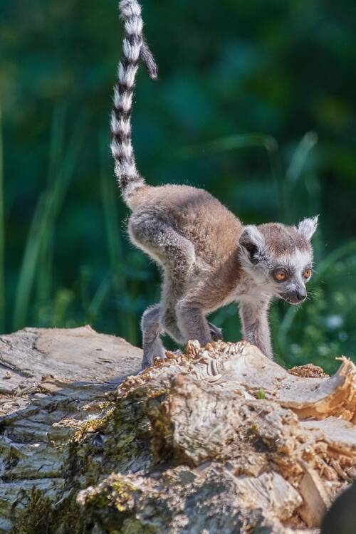 lemur, ring-tailed lemur, wildlife, lemur catta, madagascar, nature, animal, primate, lemur, lemur, lemur, lemur, lemur, madagascar, madagascar, madagascar
