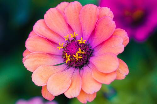 zinnia, sri lanka, bright