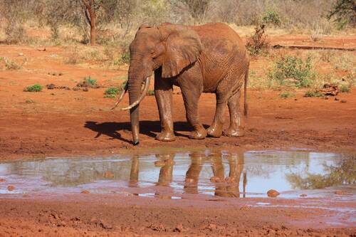elephant, tsavo, kenya