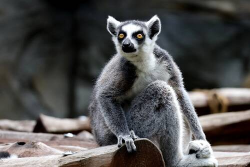 animal, mammal, nature, species, fauna, wild animals, lemur