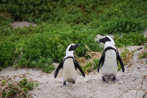 penguins, birds, animals, african penguins, wildlife, couple, fauna, green beach, boulders beach, nature, south africa, penguins, penguins, penguins, penguins, penguins, south africa, south africa, south africa