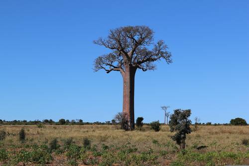 baobab, madagascar, tree, unusual, trunk, big, baobab, baobab, baobab, baobab, baobab, madagascar, nature, madagascar, madagascar