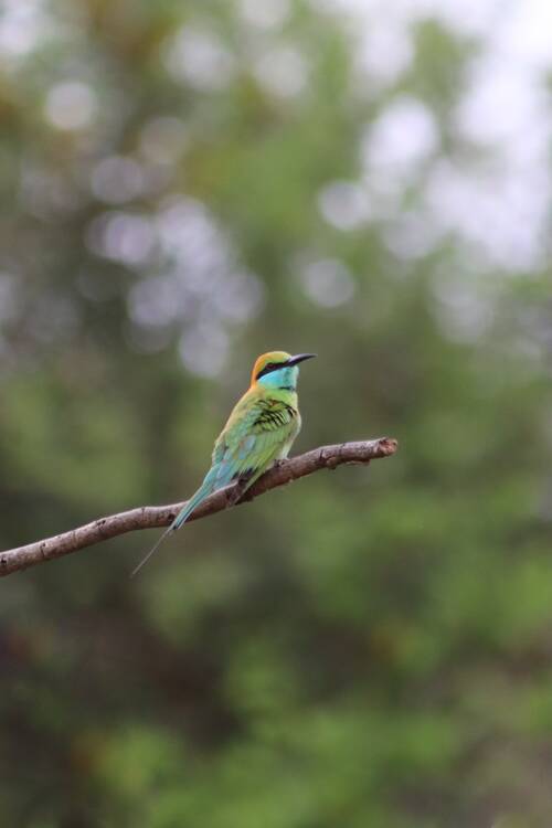 bird, nature, sri lanka, animal, wildlife