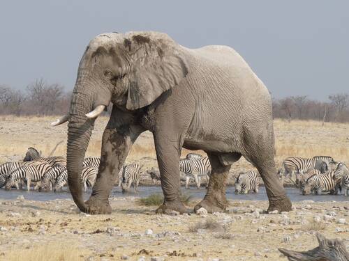 elephant, etosha, namibia