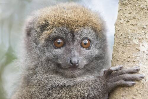 lemur, animal, wildlife, mammal, primate, head, nature, madagascar, closeup, lemur, lemur, lemur, lemur, lemur, madagascar