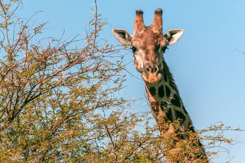 Male giraffe in Namibia