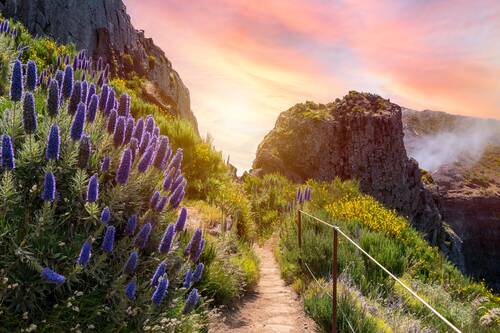 nature, travel, outdoors, exploration, madeira, island, flower background, mountains, pico ruivo, beautiful flowers, trekking, flower wallpaper, flowers, madeira, madeira, madeira, madeira, madeira