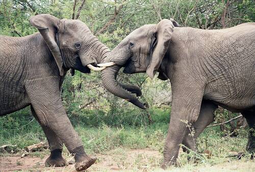 elephants, elephants fighting, african, animal, play, kruger national park, reserve, trunk, wildlife, nature, mammal, elephants, elephants, elephants, elephants fighting, elephants fighting, elephants fighting, elephants fighting, elephants fighting, kruger national park, kruger national park, kruger national park, kruger national park, kruger national park