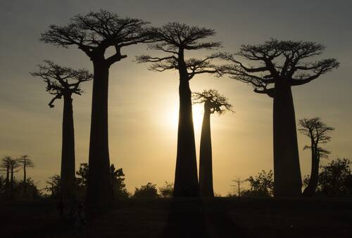 madagascar, baobabs, tree, baobab, nature, trunk, africa, twilight, landscape, madagascar, madagascar, madagascar, madagascar, madagascar, baobab