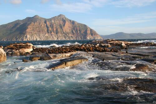 duiker island, south africa, cape, nature, town, ocean, wildlife, seals, beach, water, waves, south africa, south africa, south africa, south africa, south africa